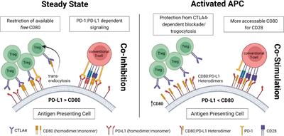 Costimulation blockade and Tregs in solid organ transplantation